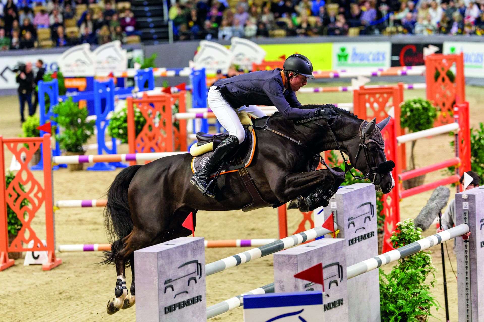 Baloutaire PS Stallion